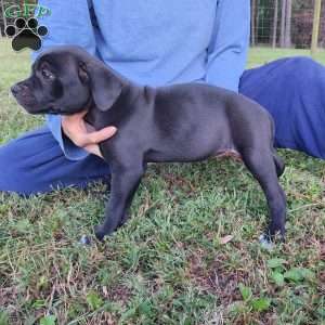 Kaye, Cane Corso Mix Puppy